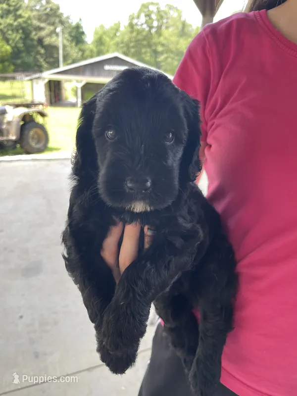 Bear – Goldendoodle puppy for sale in Westminster, SC