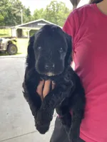 Bear, a male Goldendoodle for sale in Westminster, SC – 1 of 5