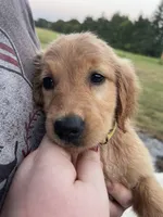 Ducky, a female Golden Retriever for sale in Westminster, SC – 2 of 10