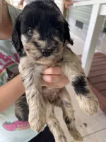 RESERVED Hazel, a female Goldendoodle for sale in Westminster, SC – 3 of 4