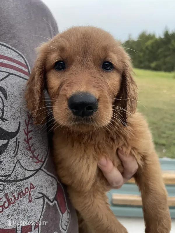 Shortie – Golden Retriever puppy for sale in Westminster, SC