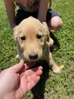 Tron, a male Golden Retriever for sale in Westminster, SC – 2 of 6