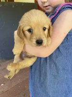 RESERVED Penny, a female Golden Retriever for sale in Westminster, SC – 1 of 10