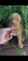 Rowdy, a male Labradoodle for sale in Westminster, SC – 2 of 2