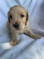 Rowdy, a male Golden Retriever for sale in Westminster, SC – 2 of 3