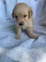 Penny, a female Golden Retriever for sale in Westminster, SC – 8 of 9
