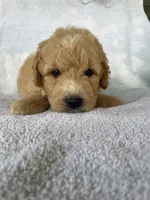 Joey, a male Goldendoodle for sale in Westminster, SC – 2 of 6