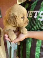 RESERVED Polly, a female Golden Retriever for sale in Westminster, SC – 9 of 10