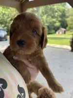 Ruby, a female Goldendoodle for sale in Westminster, SC – 2 of 7