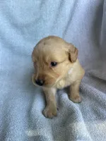 On hold Teddy, a male Golden Retriever for sale in Westminster, SC – 3 of 5