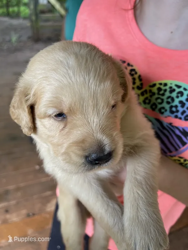Otis – Golden Retriever puppy for sale in Westminster, SC