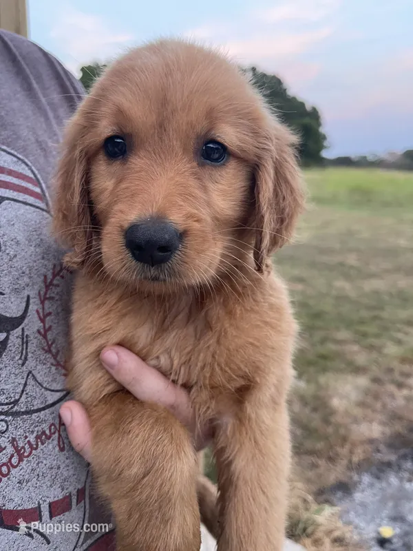 Polly – Golden Retriever puppy for sale in Westminster, SC