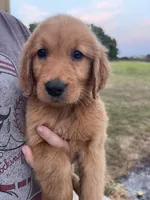 Polly, a female Golden Retriever for sale in Westminster, SC – 1 of 8