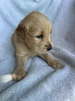 Rowdy, a male Golden Retriever for sale in Westminster, SC – 3 of 3