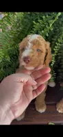 Forrest , a male Labradoodle for sale in Westminster, SC – 5 of 7