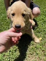 Tron, a male Golden Retriever for sale in Westminster, SC – 3 of 6