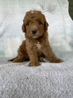 Rusty Jr, a male Goldendoodle for sale in Westminster, SC – 2 of 6