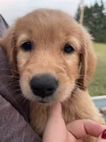 Pixie, a female Golden Retriever for sale in Westminster, SC – 1 of 6