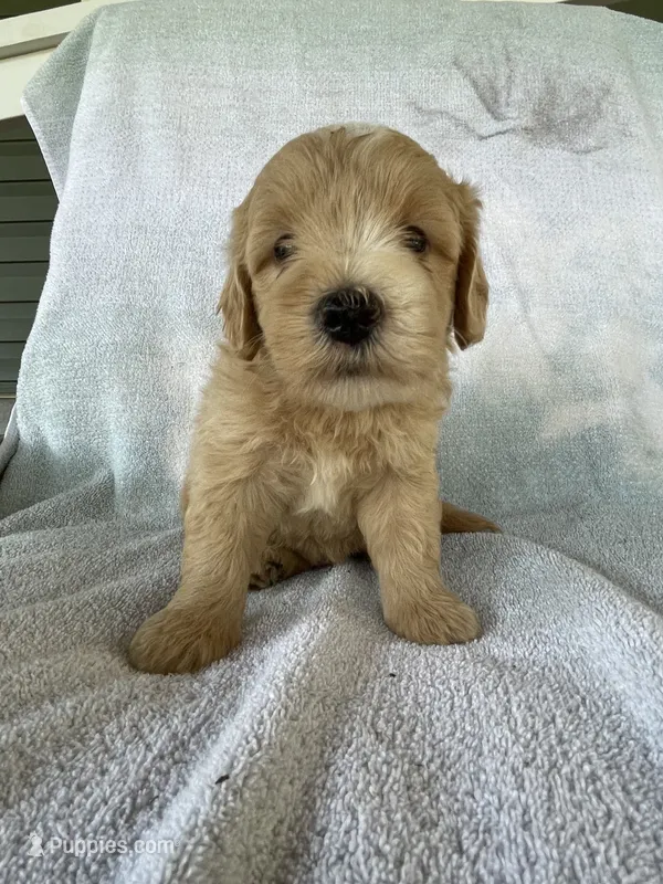 Jonah – Goldendoodle puppy for sale in Westminster, SC