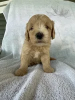 Jonah, a male Goldendoodle for sale in Westminster, SC – 1 of 3