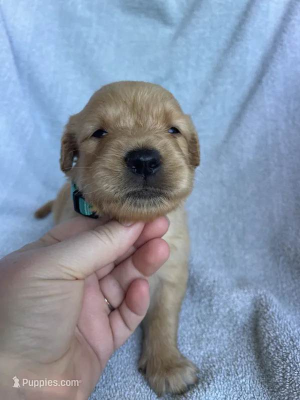 Teddy – Golden Retriever puppy for sale in Westminster, SC