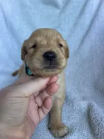 On hold Teddy, a male Golden Retriever for sale in Westminster, SC – 1 of 5