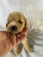 Joey, a male Goldendoodle for sale in Westminster, SC – 5 of 6