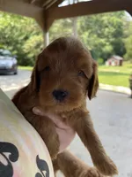 Ruby, a female Goldendoodle for sale in Westminster, SC – 6 of 7
