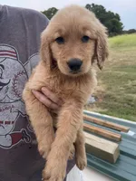 Bruno, a male Golden Retriever for sale in Westminster, SC – 6 of 8