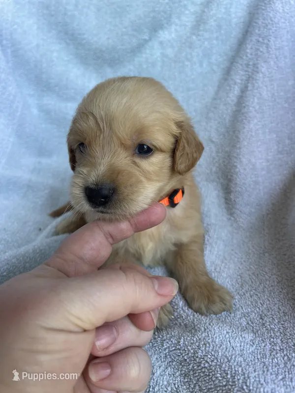 Ollie – Golden Retriever puppy for sale in Westminster, SC