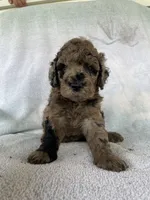 Hollister, a male Goldendoodle for sale in Westminster, SC – 7 of 8