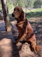 Brownies litter, a male Golden Retriever for sale in Westminster, SC – Photo 7 of 8
