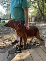Brownies litter, a male Golden Retriever for sale in Westminster, SC – Photo 8 of 8