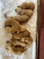 Brownies litter, a male Golden Retriever for sale in Westminster, SC – Photo 2 of 8
