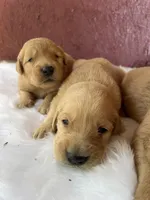 Brownies litter, a male Golden Retriever for sale in Westminster, SC – Photo 4 of 8