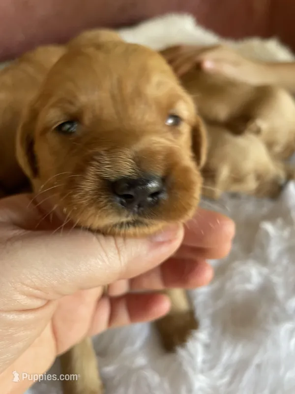 Brownies litter, a male Golden Retriever for sale in Westminster, SC – Photo 1 of 8