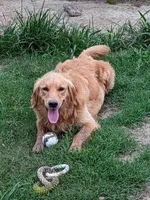 Brownies litter, a male Golden Retriever for sale in Westminster, SC – Photo 6 of 8