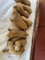 Brownies litter, a male Golden Retriever for sale in Westminster, SC – Photo 3 of 8