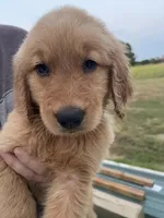 Bruno, a male Golden Retriever for sale in Westminster, SC – 7 of 8