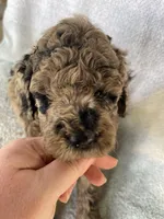 Hollister, a male Goldendoodle for sale in Westminster, SC – 3 of 8