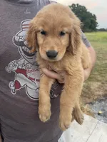 Tilly, a male Golden Retriever for sale in Westminster, SC – 5 of 8