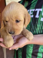 RESERVED Polly, a female Golden Retriever for sale in Westminster, SC – 8 of 10