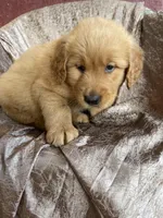 Benji, a male Golden Retriever for sale in Westminster, SC – Photo 4 of 5