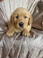 Benji, a male Golden Retriever for sale in Westminster, SC – Photo 5 of 5