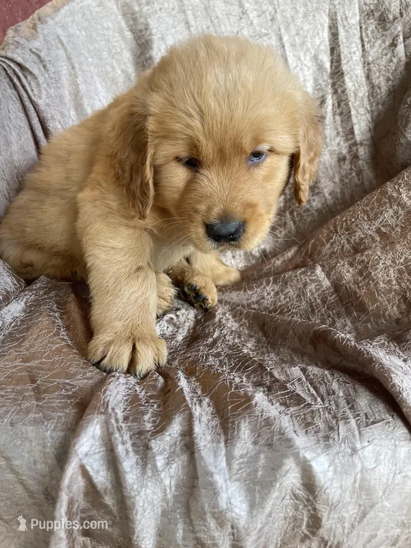 Benji – Golden Retriever puppy for sale in Westminster, SC
