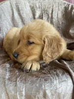 Benji, a male Golden Retriever for sale in Westminster, SC – Photo 3 of 5