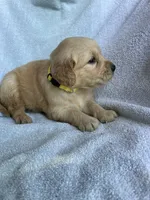 Daisy, a female Golden Retriever for sale in Westminster, SC – 5 of 6