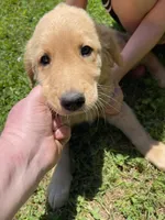Tron, a male Golden Retriever for sale in Westminster, SC – 5 of 6