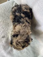 Hollister, a male Goldendoodle for sale in Westminster, SC – 5 of 8