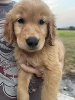 Tilly, a male Golden Retriever for sale in Westminster, SC – 7 of 8